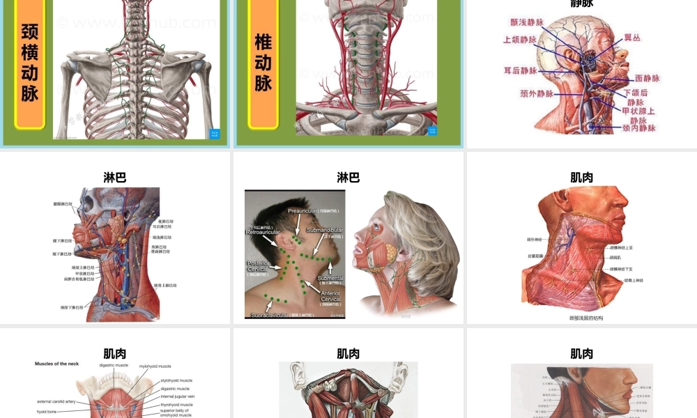 急性颈部软组织损伤.pptx