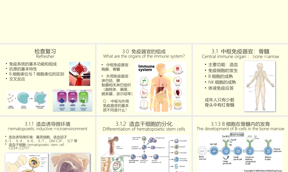 感染与免疫免疫器官-免疫细胞.pptx