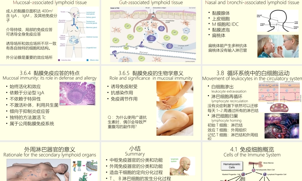 感染与免疫免疫器官-免疫细胞.pptx