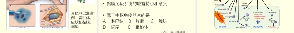感染与免疫免疫器官-免疫细胞.pptx