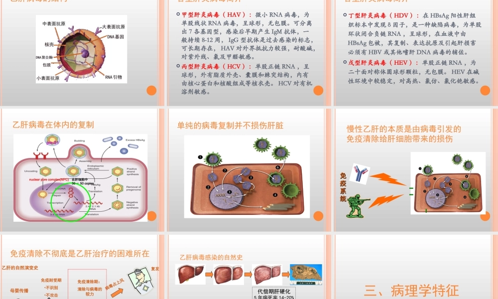 慢乙肝的诊治.ppt