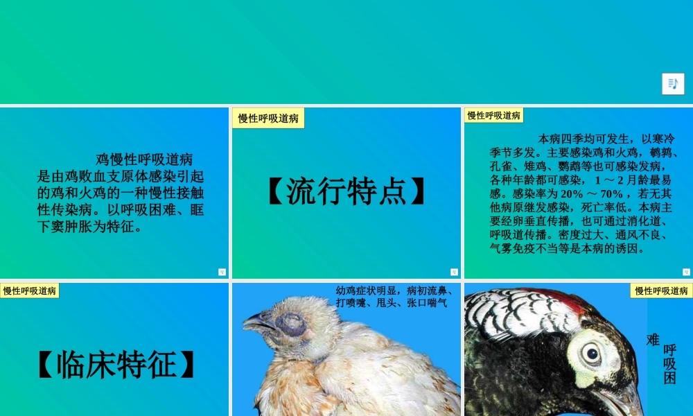 慢性呼吸道病的防治.ppt