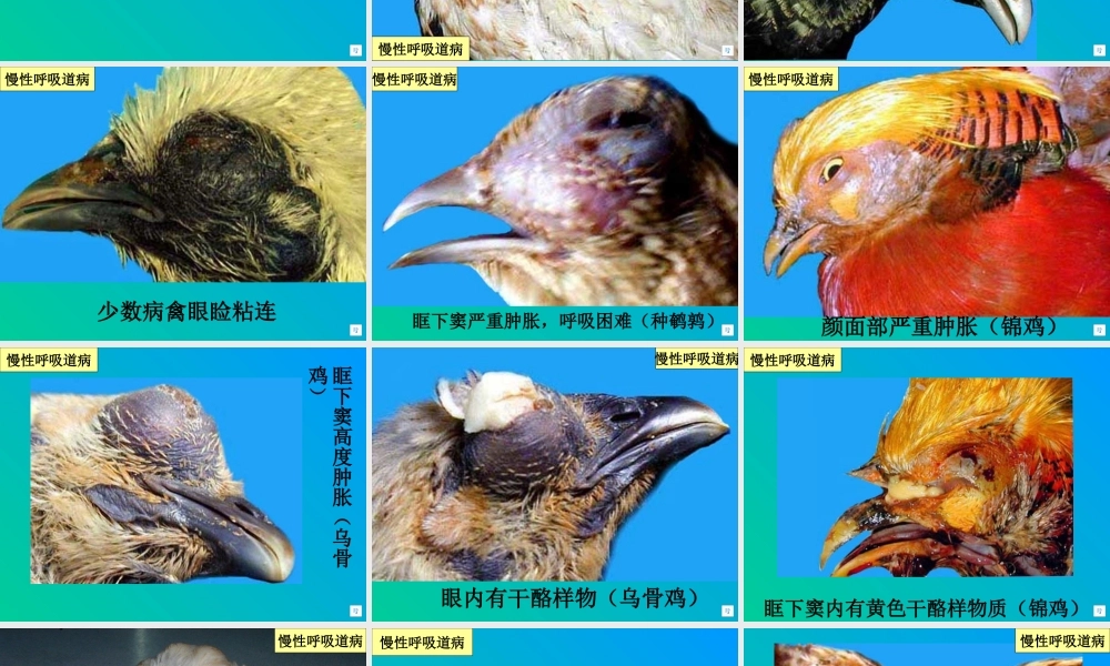 慢性呼吸道病的防治.ppt