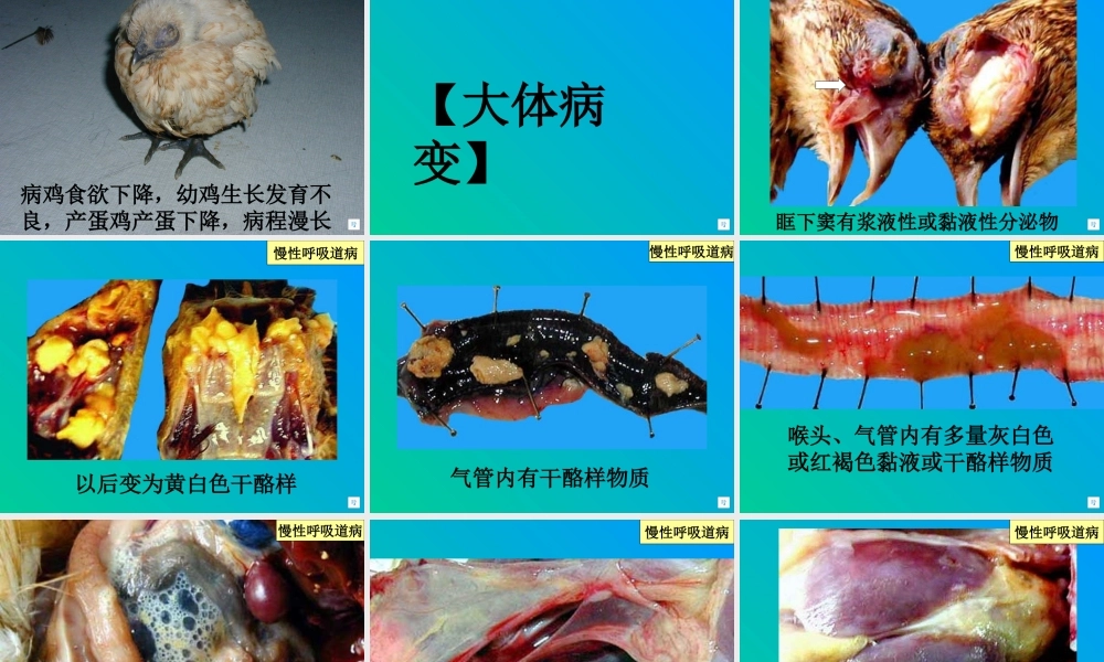 慢性呼吸道病的防治.ppt