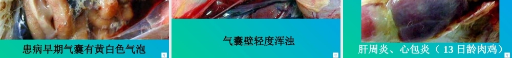 慢性呼吸道病的防治.ppt