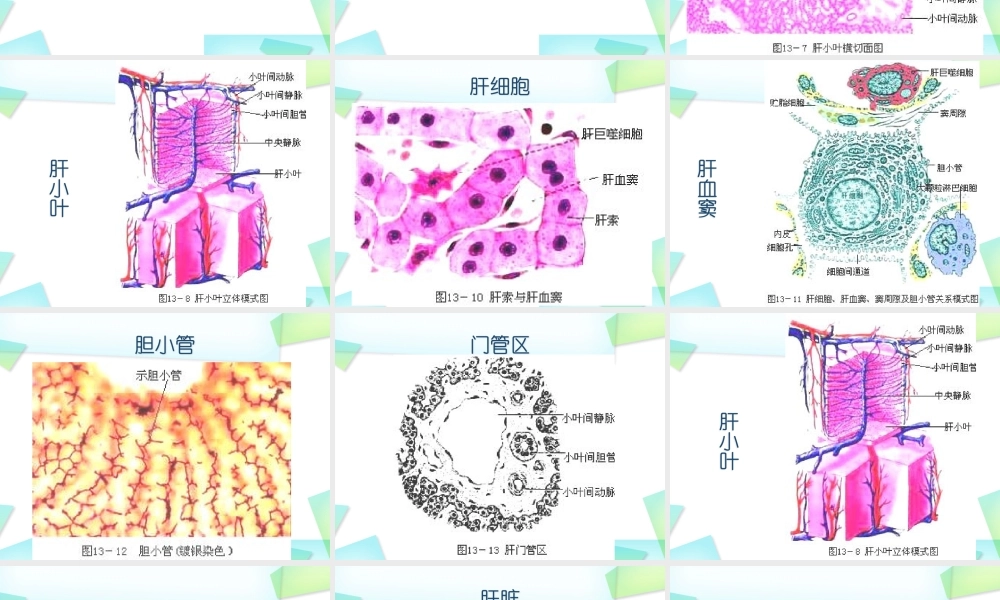 慢性肝炎、肝硬化概述-上.ppt