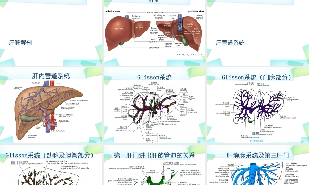 慢性肝炎、肝硬化概述-上.ppt