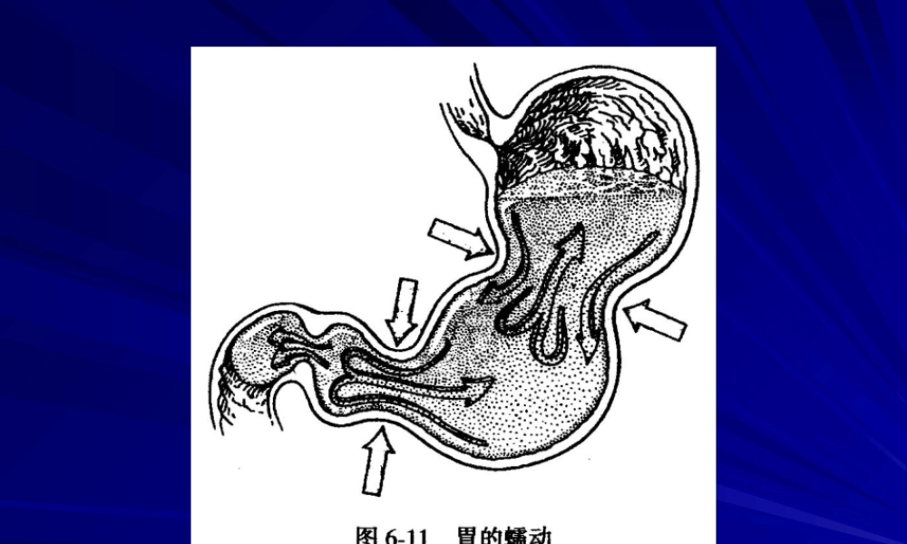 或迷走迷走反射加强胃要点.ppt