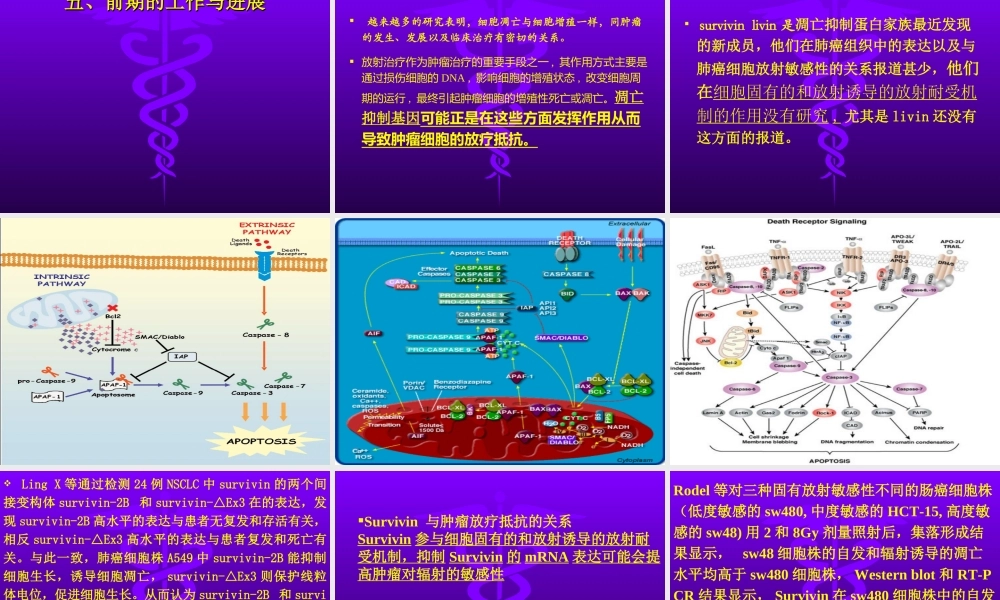 戴春华凋亡抑制因子在肺癌放射耐受机理中的作用.ppt