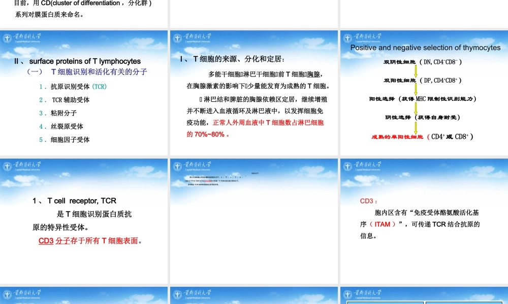 执行适应性免疫应答的细胞.ppt