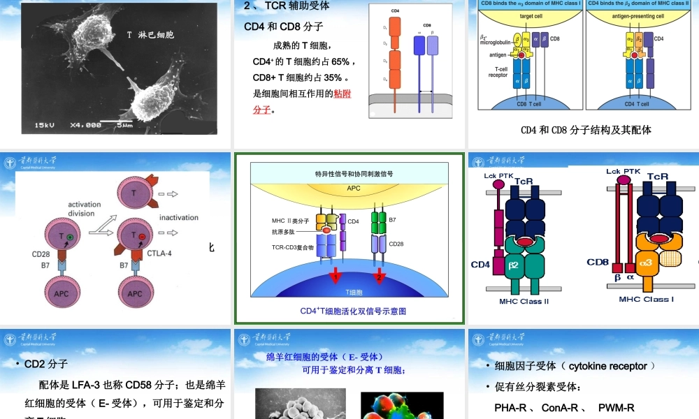 执行适应性免疫应答的细胞.ppt