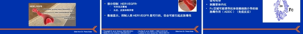抗EGFR单克隆抗体在难治性结直肠癌中的作用.ppt