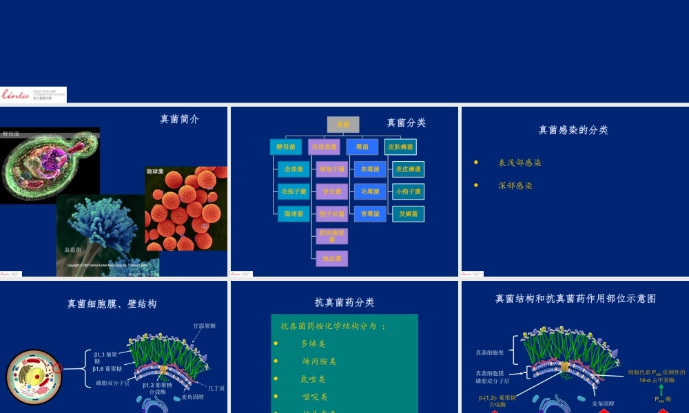 抗真菌药分类和作用机制.pptx