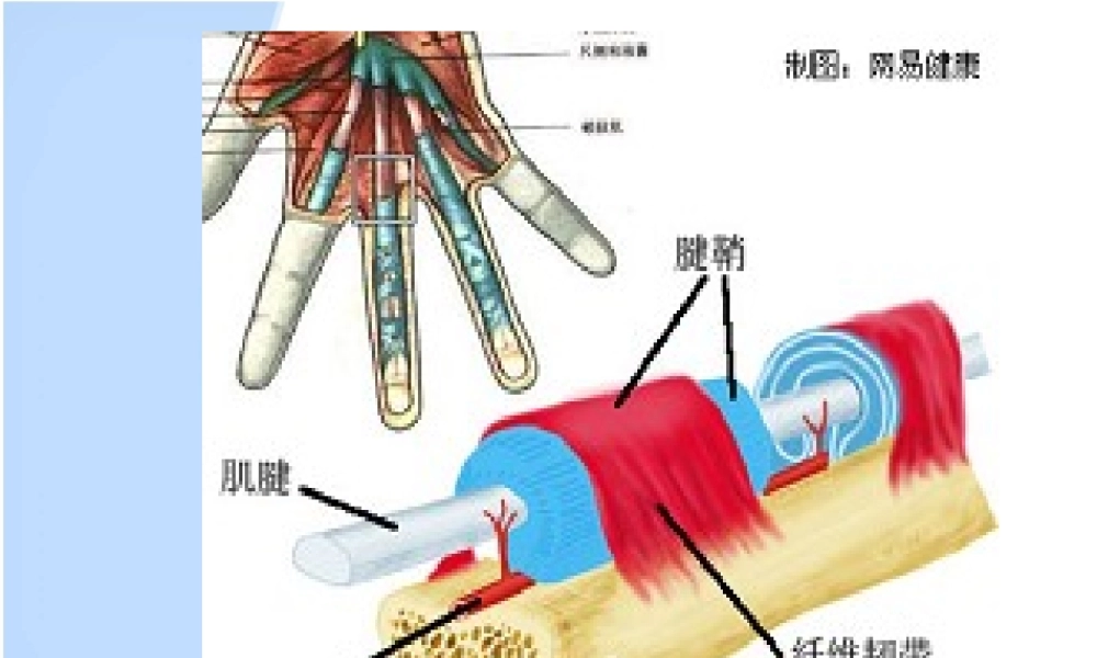 挠骨茎突狭窄性腱鞘炎.ppt