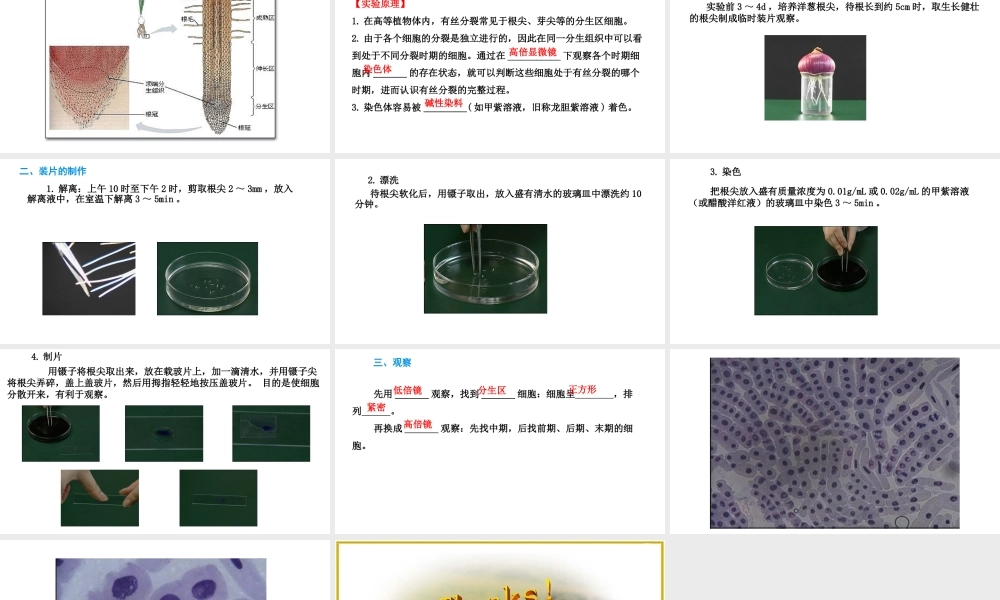 探究实践-观察根尖分生组织细胞的有丝分裂(2019年新教材人教版必修1第6章).pptx
