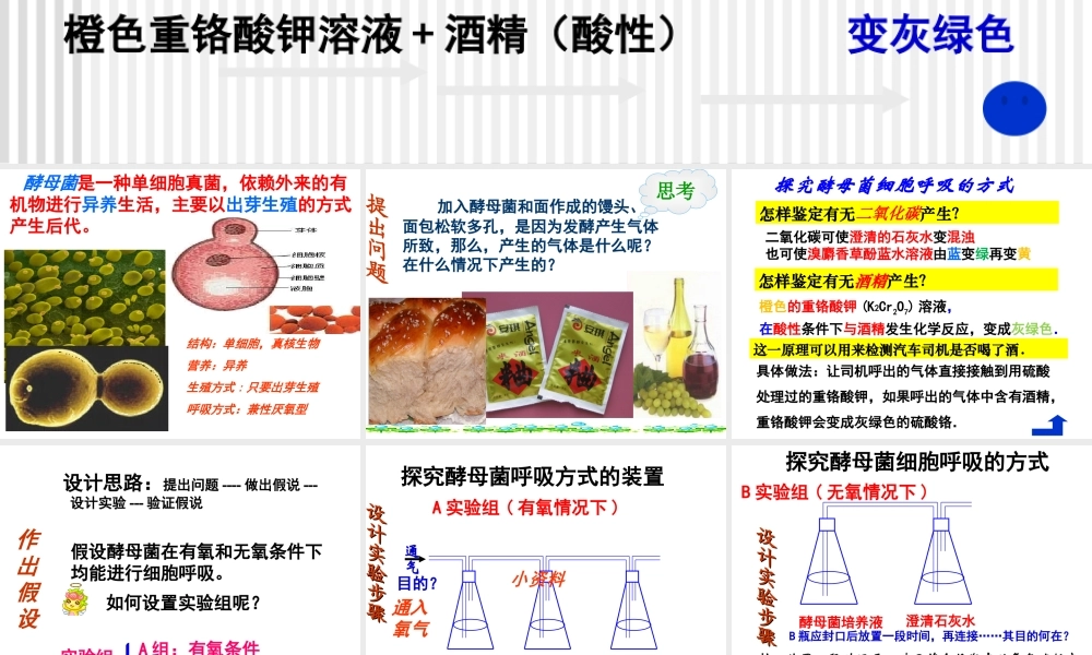 探究酵母菌呼吸方式.ppt