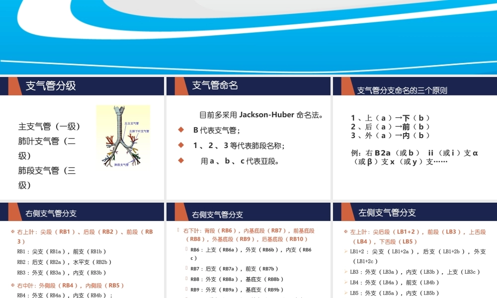 支气管命名.ppt