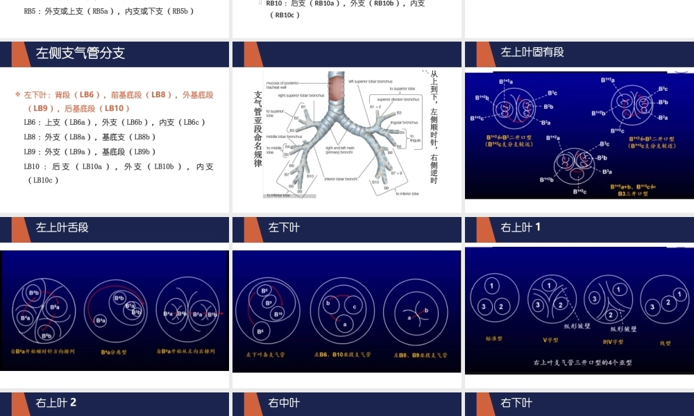 支气管命名.ppt