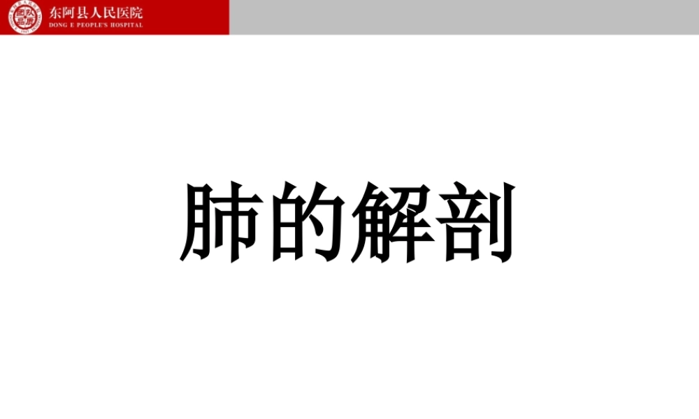 支气管镜下肺脏的分段.ppt