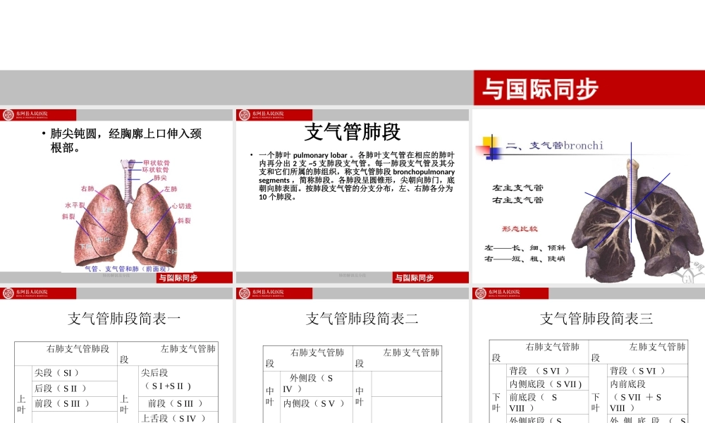 支气管镜下肺脏的分段.ppt