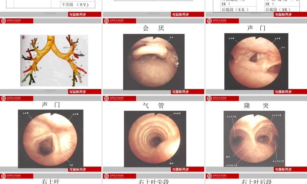 支气管镜下肺脏的分段.ppt