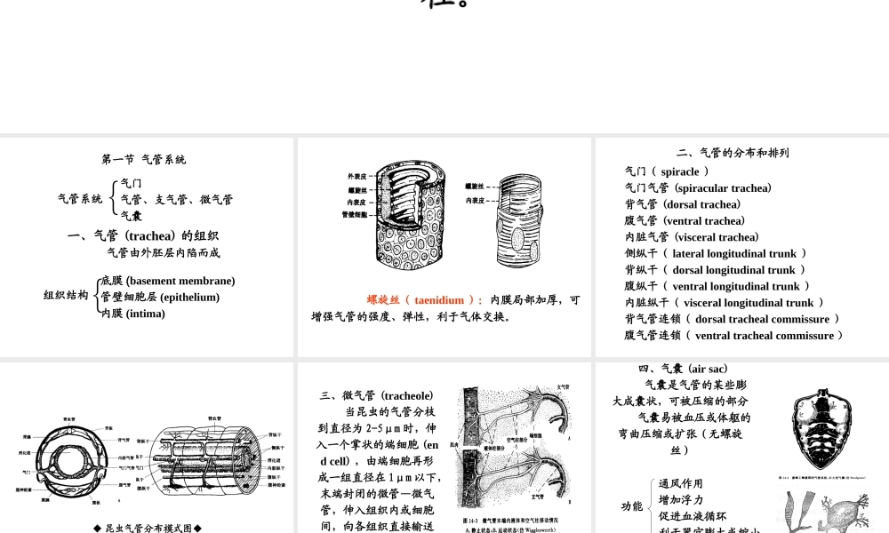 昆虫的呼吸系统1PPT.ppt