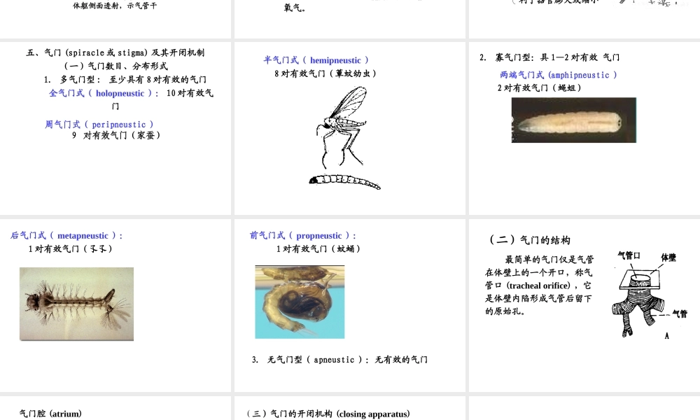昆虫的呼吸系统1PPT.ppt