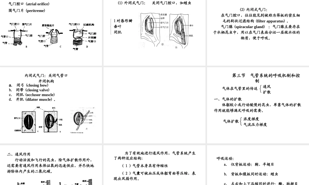 昆虫的呼吸系统1PPT.ppt