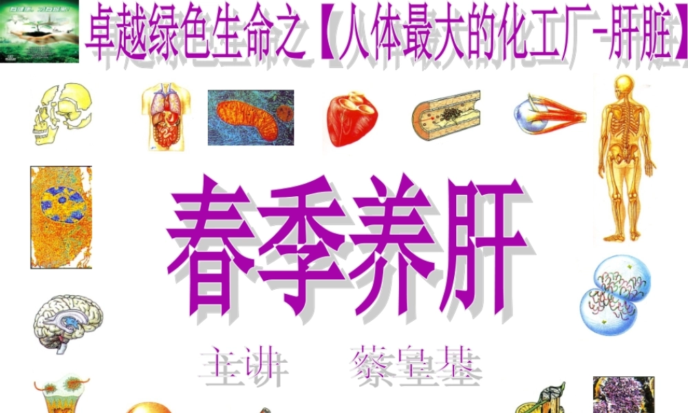 春季养肝蔡皇基ppt---石狮.ppt