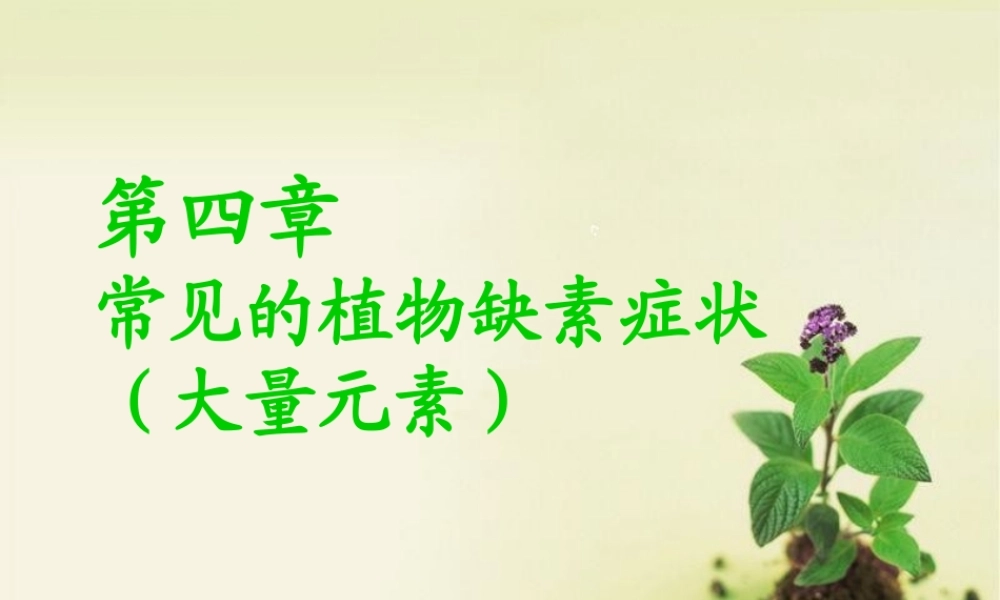 植物大量元素缺素症状.ppt