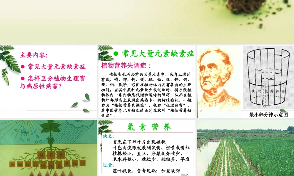 植物大量元素缺素症状.ppt