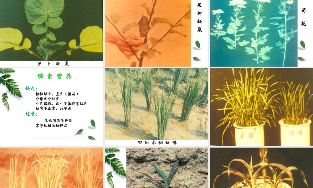 植物大量元素缺素症状.ppt