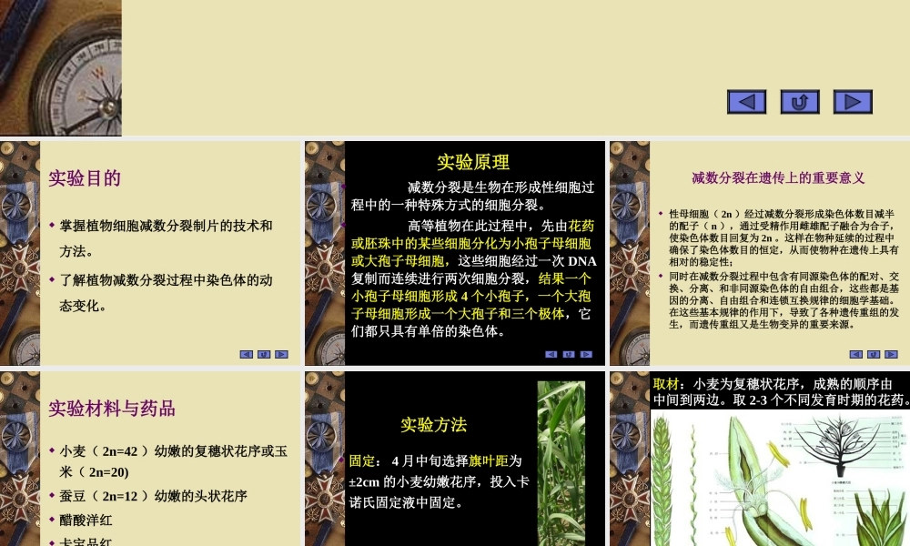 植物细胞减数分裂观察资料.ppt