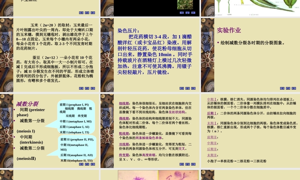 植物细胞减数分裂观察资料.ppt