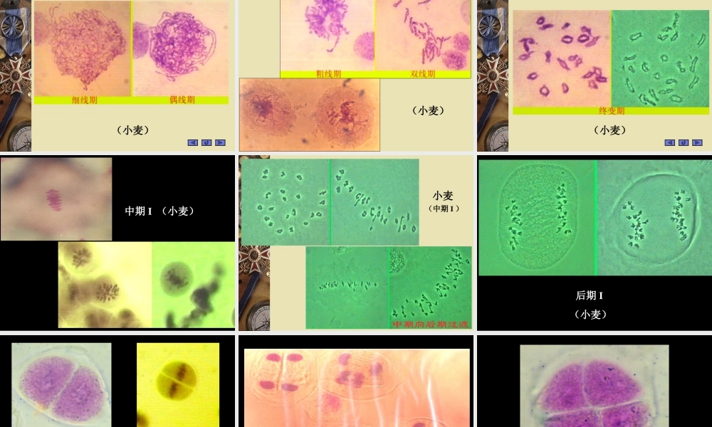 植物细胞减数分裂观察资料.ppt