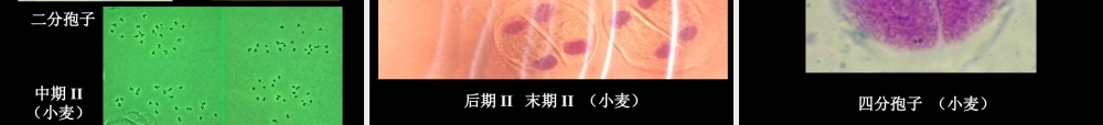 植物细胞减数分裂观察资料.ppt