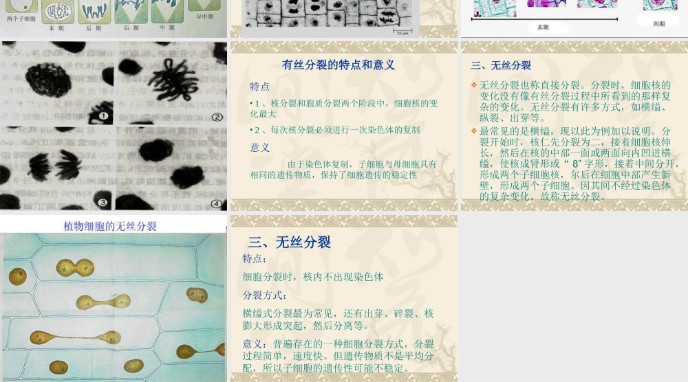 植物细胞的分裂概述.ppt