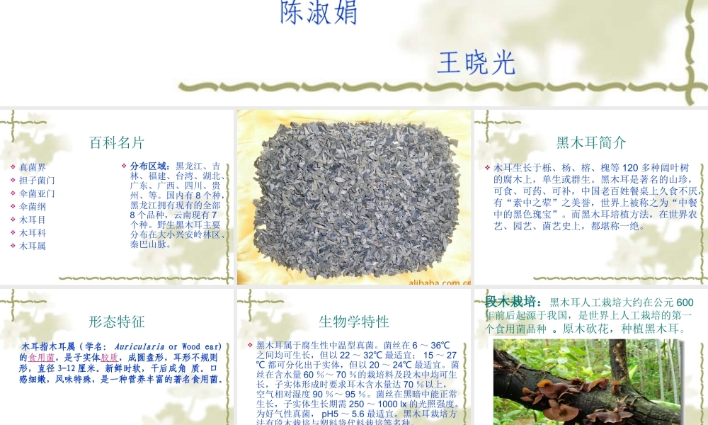 椴木木耳栽培.ppt