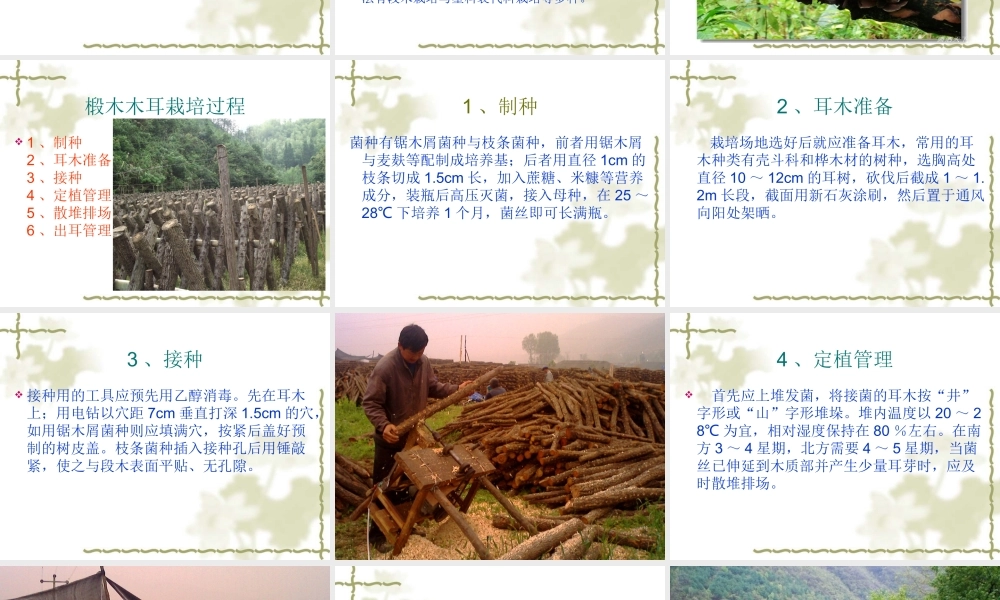 椴木木耳栽培.ppt