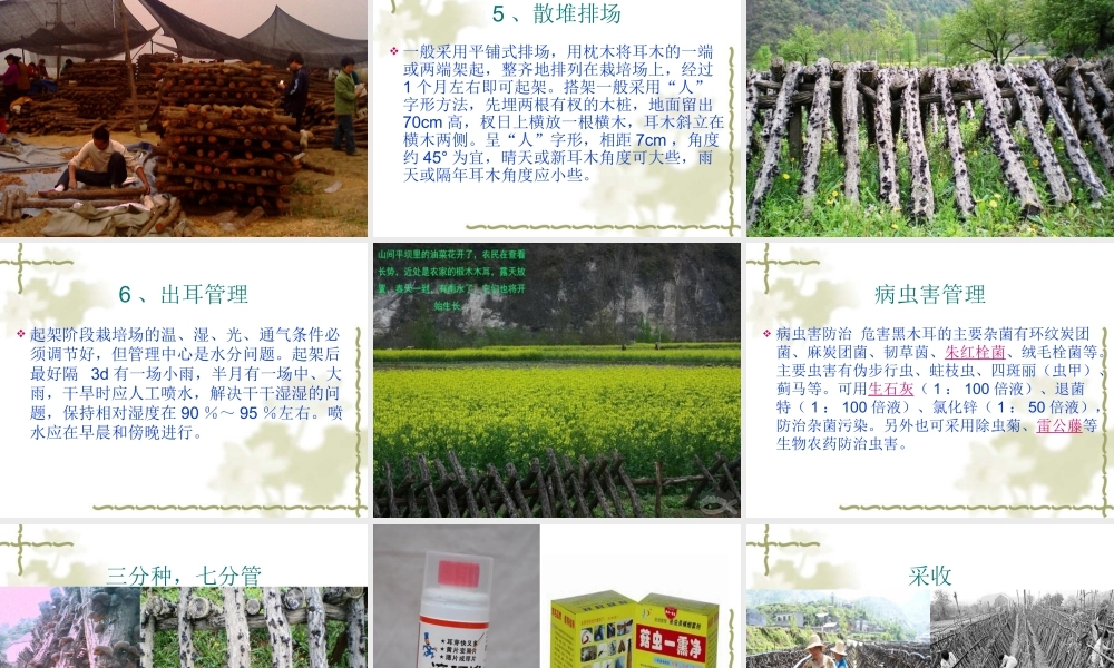 椴木木耳栽培.ppt