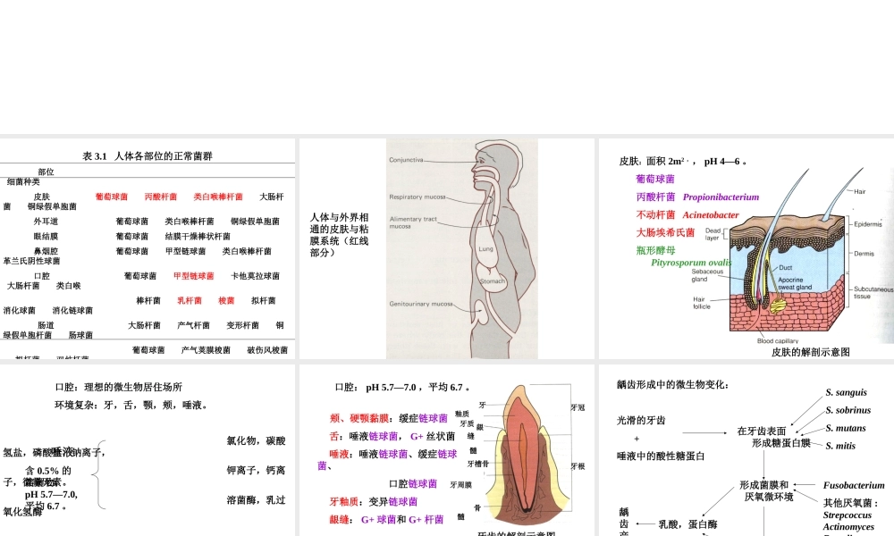 正常菌群的分布人体各部位的正常菌群.ppt