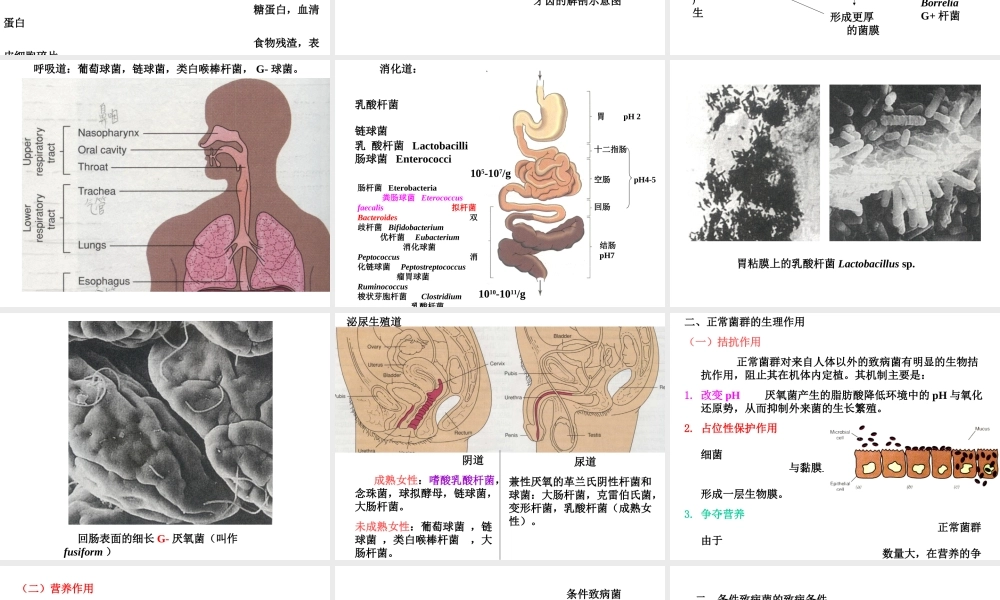 正常菌群的分布人体各部位的正常菌群.ppt