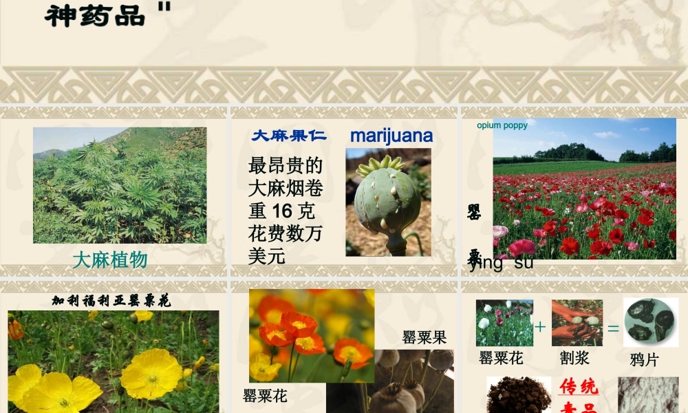 毒品及其危害--lsj.ppt