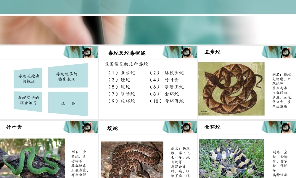 毒蛇咬伤的诊治.ppt