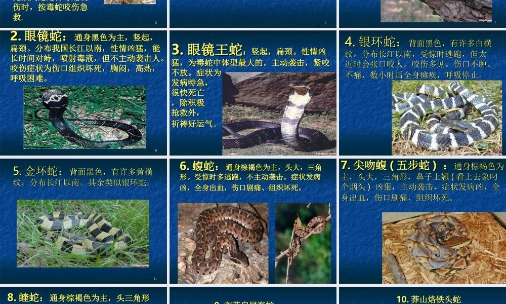 毒蛇咬伤防治知识.ppt