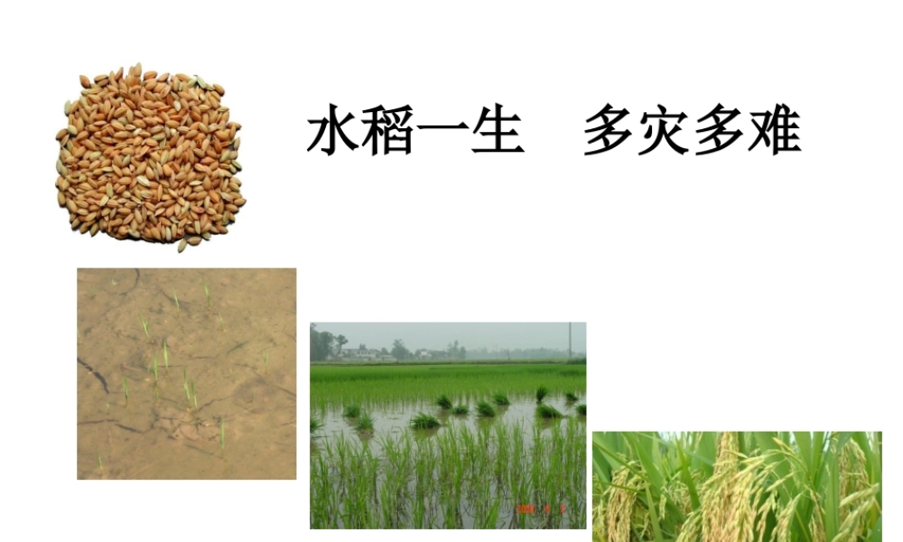 水稻病虫害防治(农户版).ppt