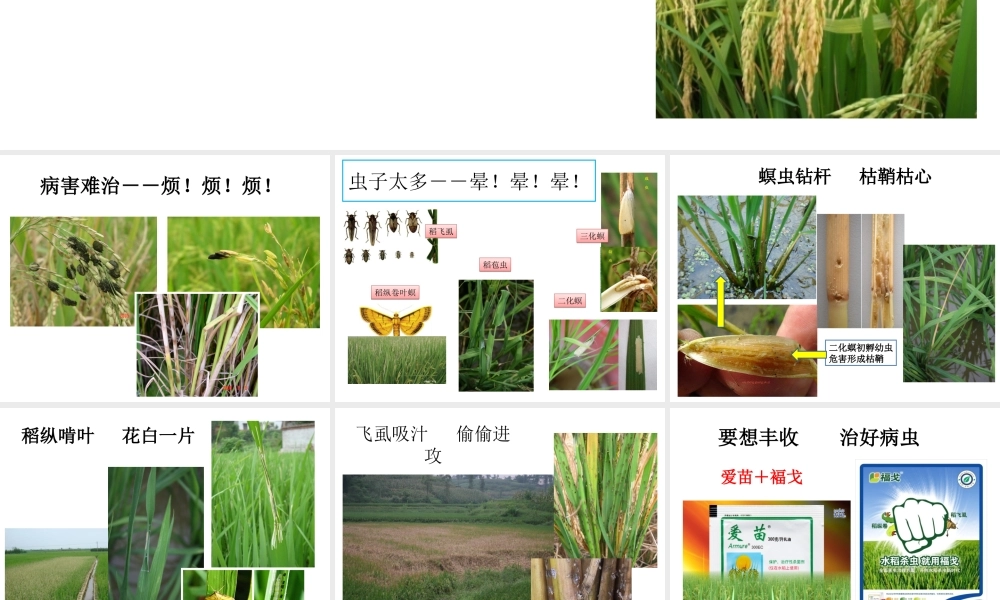 水稻病虫害防治(农户版).ppt