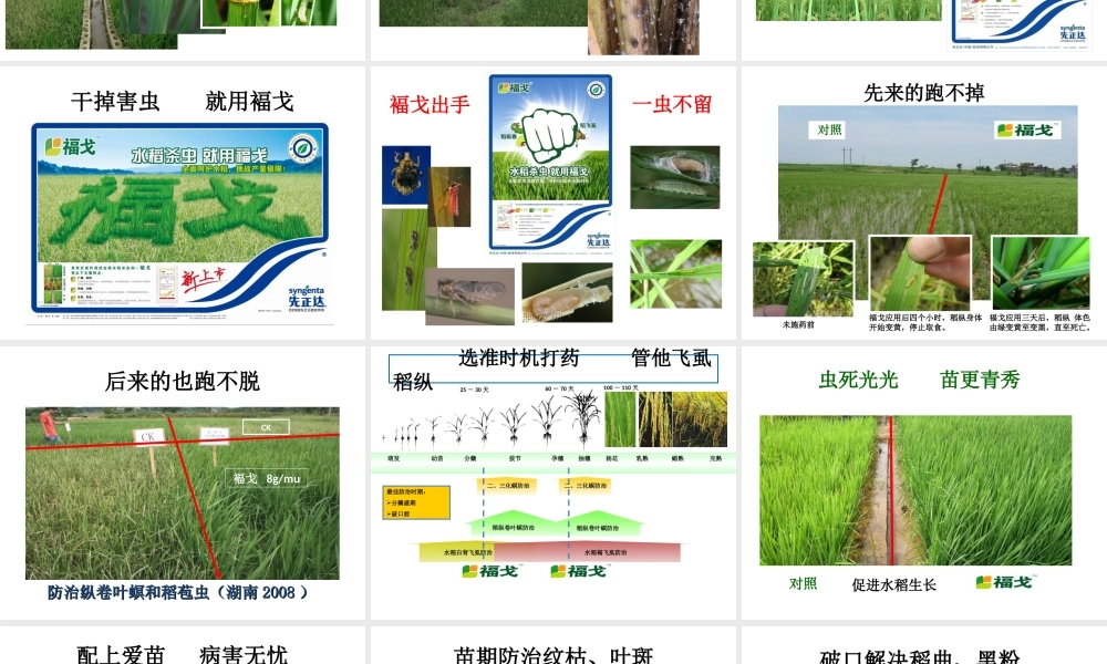 水稻病虫害防治(农户版).ppt