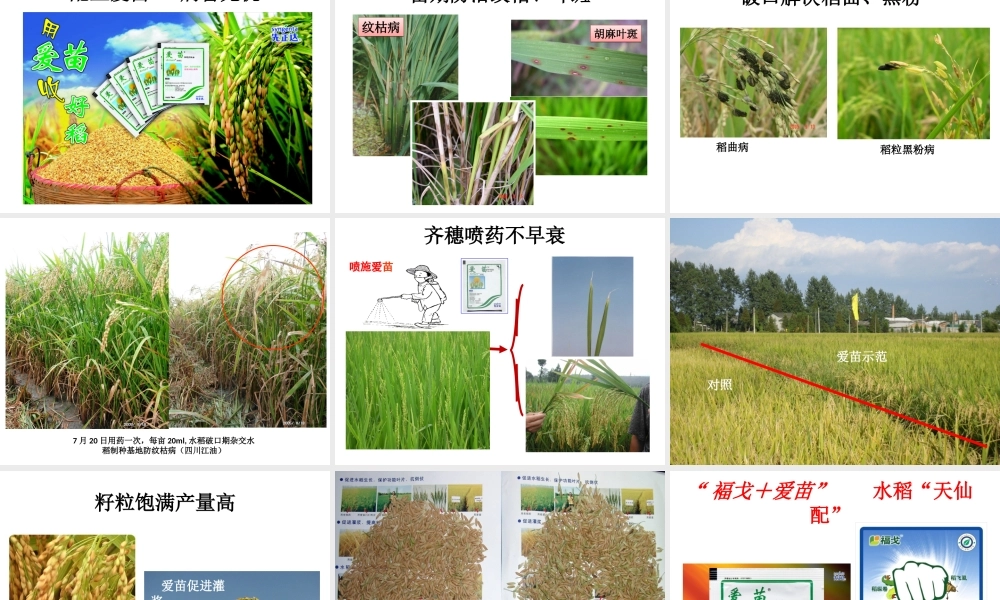 水稻病虫害防治(农户版).ppt