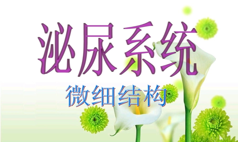 泌尿系统微细结构.ppt